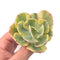 Echeveria 'Enfant' Variegated 3" Rare Succulent Plant