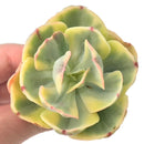 Echeveria 'Enfant' Variegated 3" Rare Succulent Plant