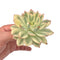 Echeveria 'Esther' Variegated Large Specimen 4" Very Rare Succulent Plant