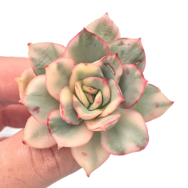 Echeveria 'Esther' Variegated Small Cutting 1" Very Rare Succulent Plant