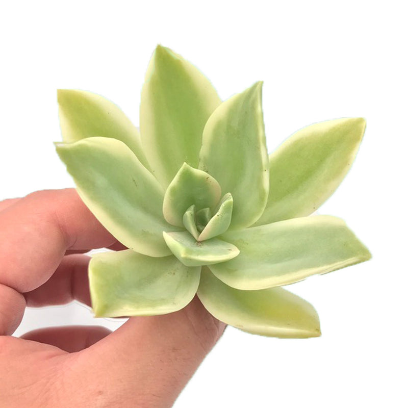 Graptoveria 'Fred Ives' Variegated 3" Rare Succulent Plant