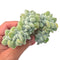 Echeveria Pulvinata 'Frosty' Crested 3" Rare Succulent Plant