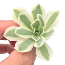 Orostachys 'Fuji' Variegated Small 1"-2" Rare Succulent Plant