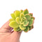 Echeveria 'Golden Glow' Variegated 2"-3” Rare Succulent Plant