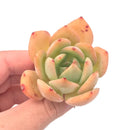 Echeveria Agavoides 'Golden Glow' Small 1"-2" Succulent Plant