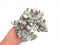 Cotlyledon Orbiculata Enormous Cluster 8"+ Rare Succulent Plant