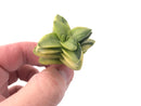 Crassula Springtime Variegated Small 2" Rare Succulent Plant