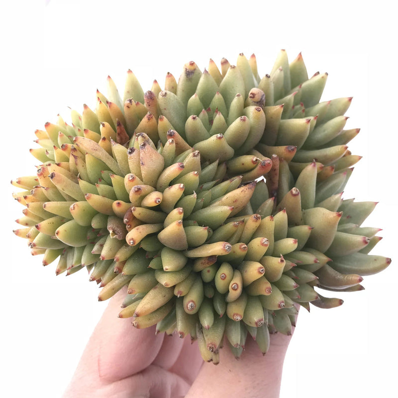 Echeveria Agavoides Corderoyi Crested Cluster 6" Rare Succulent Plant
