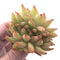 Echeveria Agavoides Maria Crested Cluster 2"-3" Rare Succulent Plant