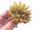 Echeveria Agavoides Maria Crested Cluster 2"-3" Rare Succulent Plant