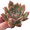 Echeveria Agavoides Redkus 4" Rare Succulent Plant