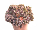 Echeveria Debbie Crested Cluster 5" Rare Succulent Plant