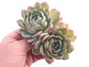 Echeveria Yusuke Double-Headed Cluster 5" Rare Succulent Plant