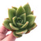Echeveria Agavoides Ringo Star 4"-5" Rare Succulent Plant
