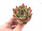 Echeveria Agavoides Ebony 2"-3" Rare Succulent Plant