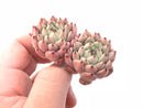 Echeveria Zaragoza Double-Headed Cluster 1"-2" Rare Succulent Plant