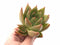 Echeveria Agavoides Maria 3" Rare Succulent Plant