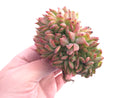 Echeveria Agavoides 'Nuevo' Crested Cluster 4" Rare Succulent Plant