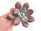 Graptoveria Opalina Hybrid 4"-5" Rare Succulent Plant