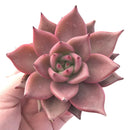 Echeveria Agavoides Red Ebony 3" Rare Succulent Plant