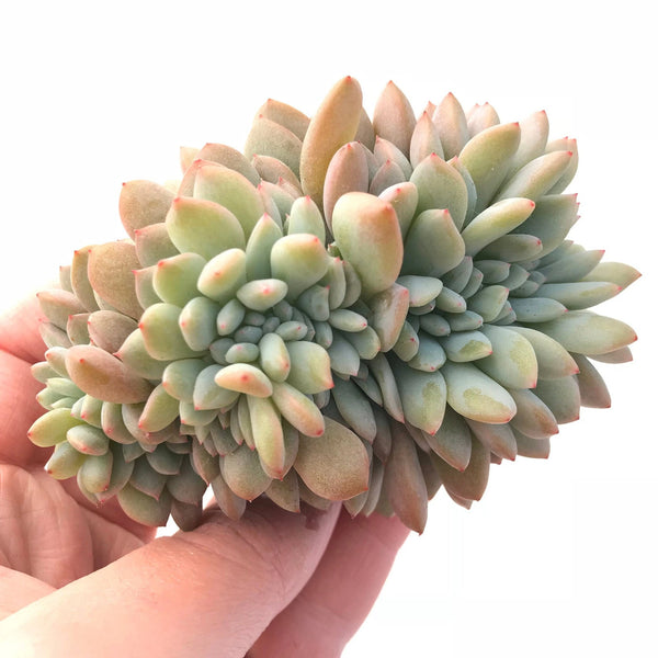 crested nevada succulent Echeveria Elegans Potosina Crested 4" Rare Succulent Plant – True Succulents Plant Co
