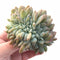 Echeveria Elegans Potosina Crested 4" Rare Succulent Plant
