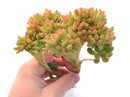 Sedum Corynephyllum Crested Cluster 6" Rare Succulent Plant