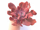 Echeveria Diamond State Variegated Cluster  6"-7" Rare Succulent Plant