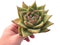 Echeveria Agavoides Maria 4"-5" Rare Succulent Plant