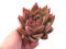 Echeveria Agavoides Maria 3"-4" Rare Succulent Plant
