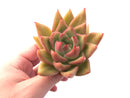 Echeveria Agavoides Sp 3"-4" Rare Succulent Plant