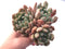 Pachyphytum Hybrid Cluster 5" Rare Succulent Plant