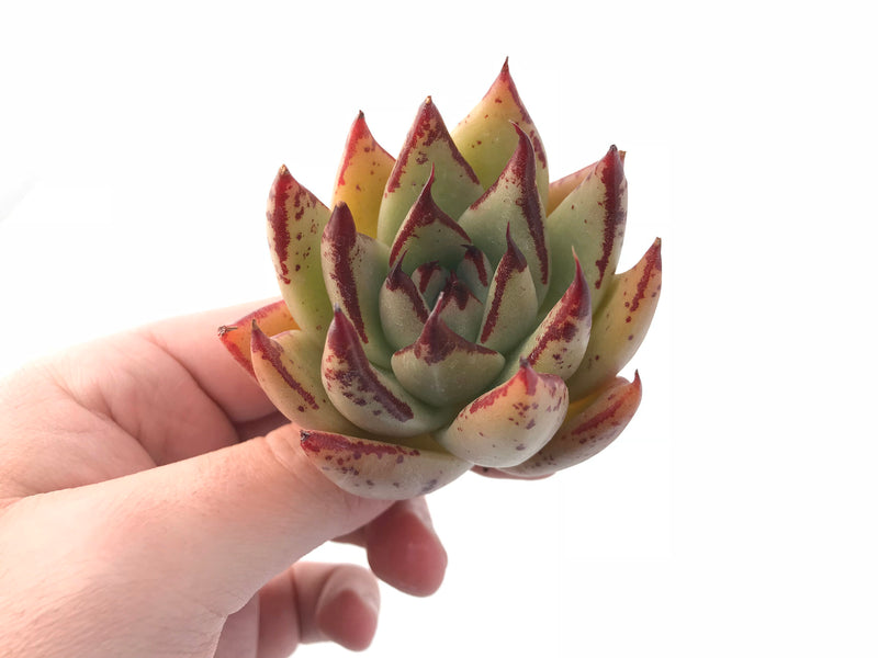 Echeveria Agavoides Royal 2"-3" Rare Succulent Plant