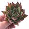 Echeveria Mexican Maria 3" Rare Succulent Plant