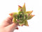Echeveria Agavoides Royal 3" Rare Succulent Plant