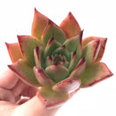 Echeveria Agavoides Maria Hybrid 3" Rare Succulent Plant