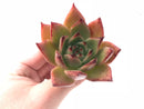 Echeveria Agavoides Maria Hybrid 3" Rare Succulent Plant
