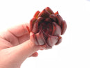 Echeveria Agavoides Mundy Hybrid 2"-3" Rare Succulent Plant