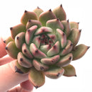 Echeveria Agavoides Agora Selected Clone 3" Rare Succulent Plant