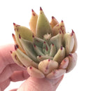 Echeveria Bonita 1" Rare Succulent Plant