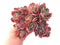 Echeveria Luella Crested 7"-8" Rare Succulent Plant