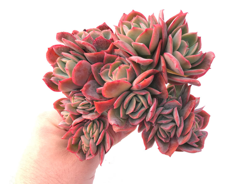 crested succulent meaning Echeveria Luella Crested 7"-8" Rare Succulent Plant – True Succulents Plant Co