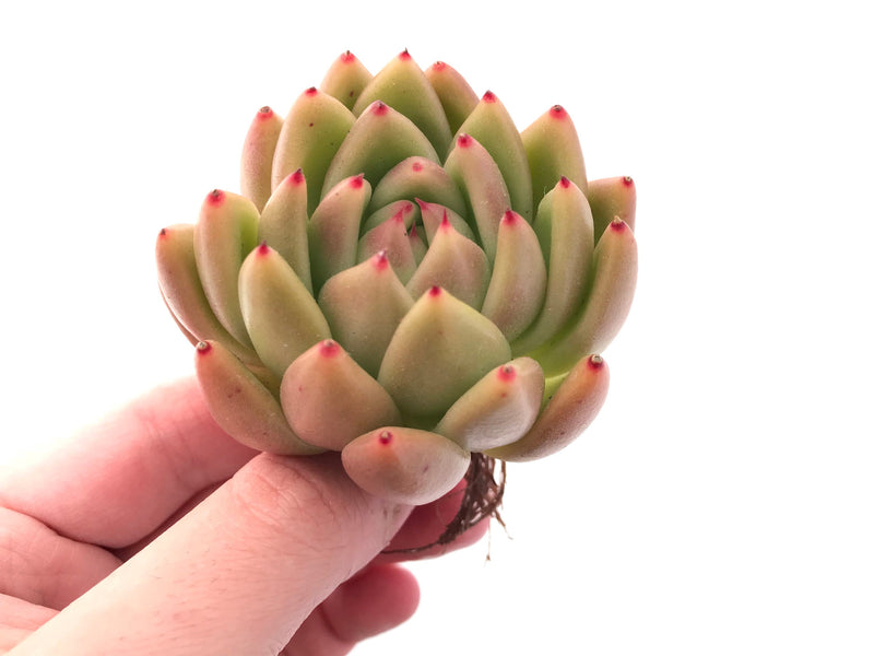 wax succulent Echeveria Agavoides Wax 2"-3" Rare Succulent Plant – True Succulents Plant Co