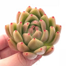 Echeveria Agavoides Wax 2"-3" Rare Succulent Plant