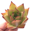 Echeveria Agavoides Prolifera 2"-3" Rare Succulent Plant