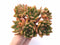 Echeveria Agavoides Maria Extra Large Specimen With Crested Head 8" Rare Succulent Plant