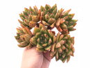 Echeveria Agavoides Maria Extra Large Specimen With Crested Head 8" Rare Succulent Plant