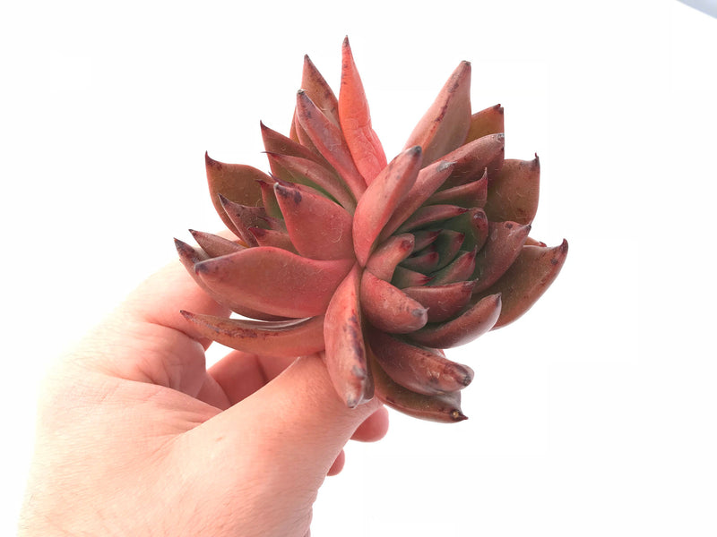 Echeveria Agavoides Hybrid Double Head 4" Rare Succulent Plant