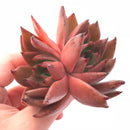 Echeveria Agavoides Hybrid Double Head 4" Rare Succulent Plant