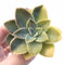 Echeveria Harry Watson 2"-3" Rare Succulent Plant